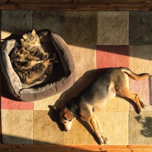 chat chien dormant dans un rayon de soleil 550×550 chat chien dormant dans un rayon de soleil 550x550